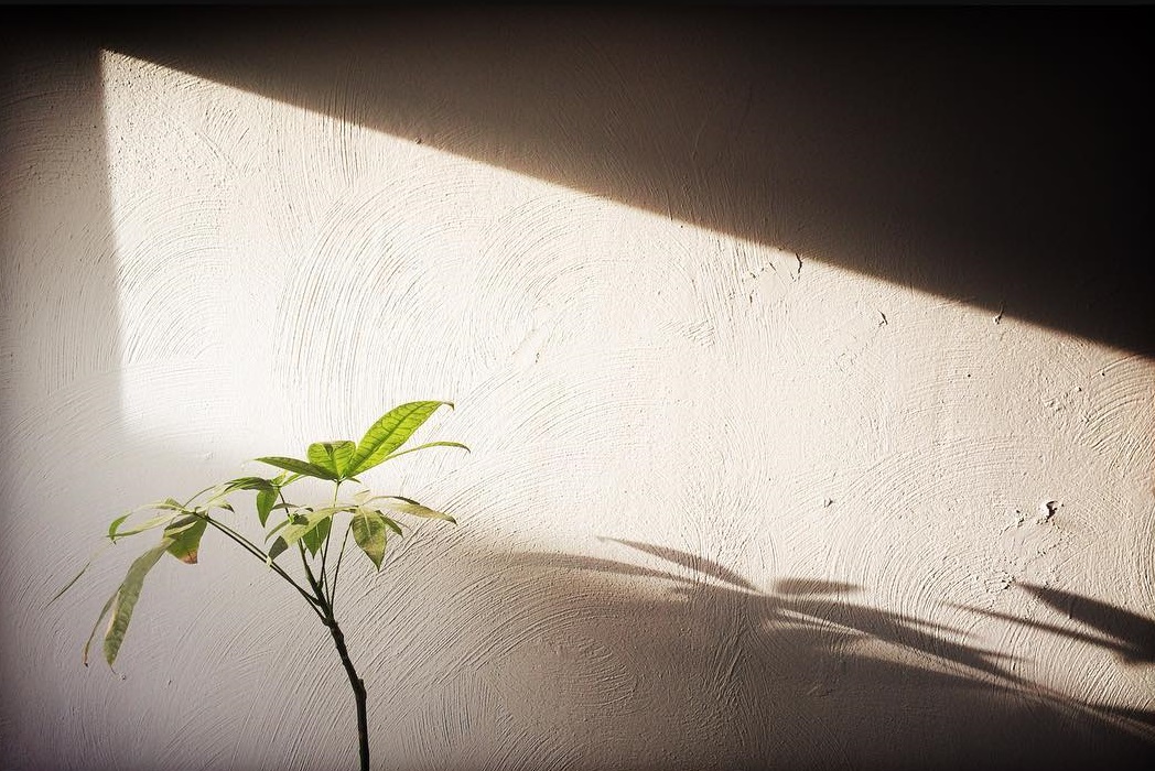 Akcja „Roślinny minimalizm”